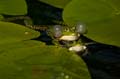 Teichfrosch (Rana kl. esculenta) - 18